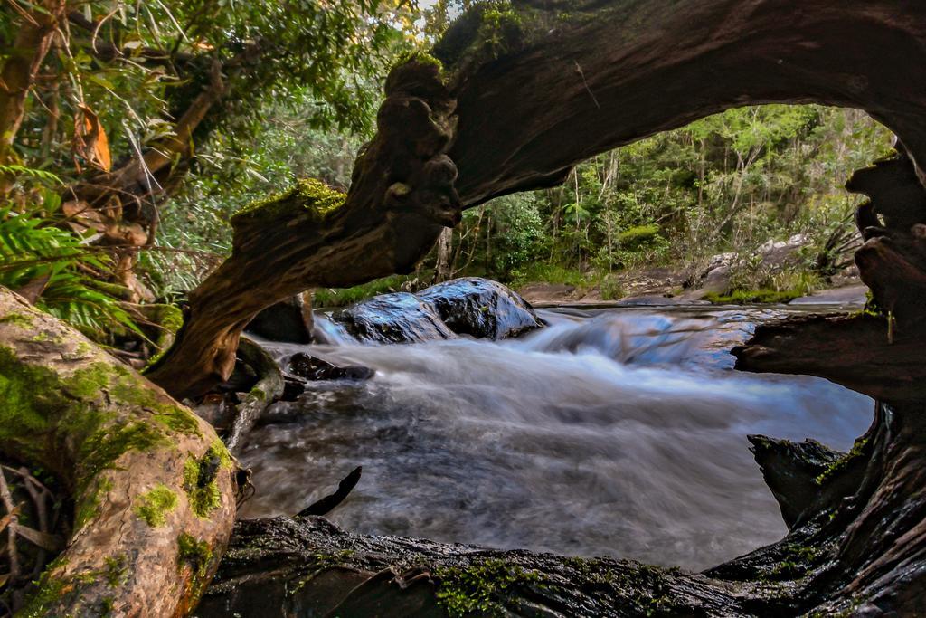 Cedar Park Rainforest Resort Koah Dış mekan fotoğraf