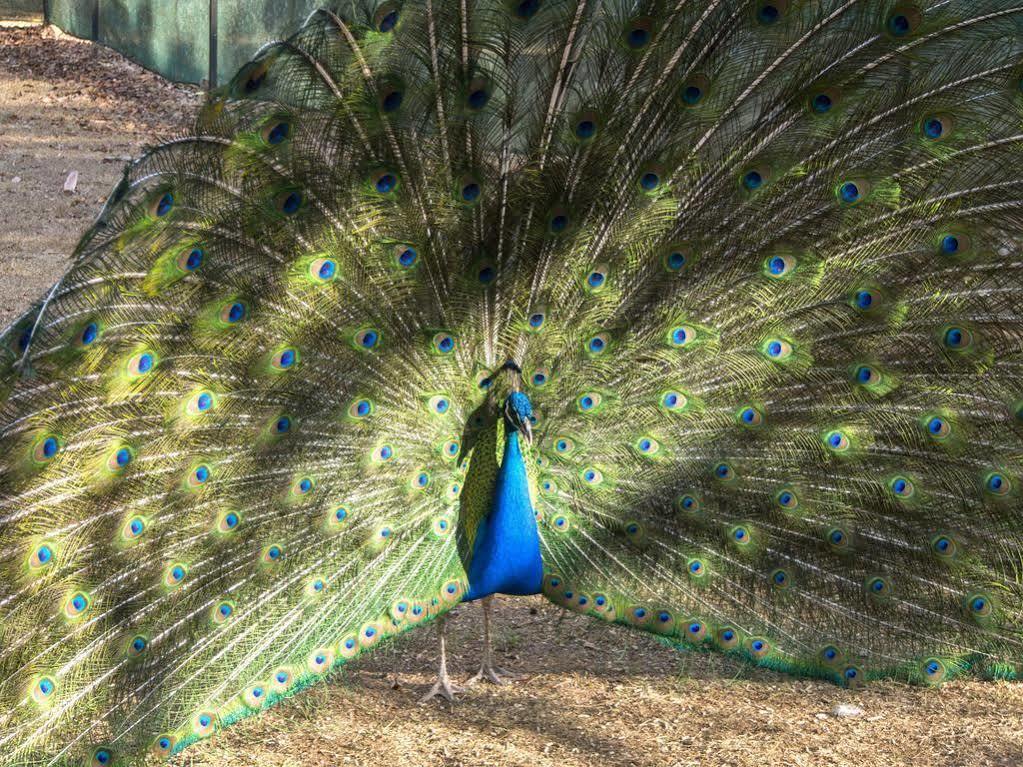Cedar Park Rainforest Resort Koah Dış mekan fotoğraf